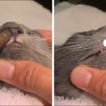 kot ugryziony przez owada