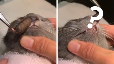 kot ugryziony przez owada