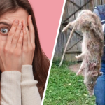 szczur gigant z podlasia