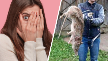 szczur gigant z podlasia