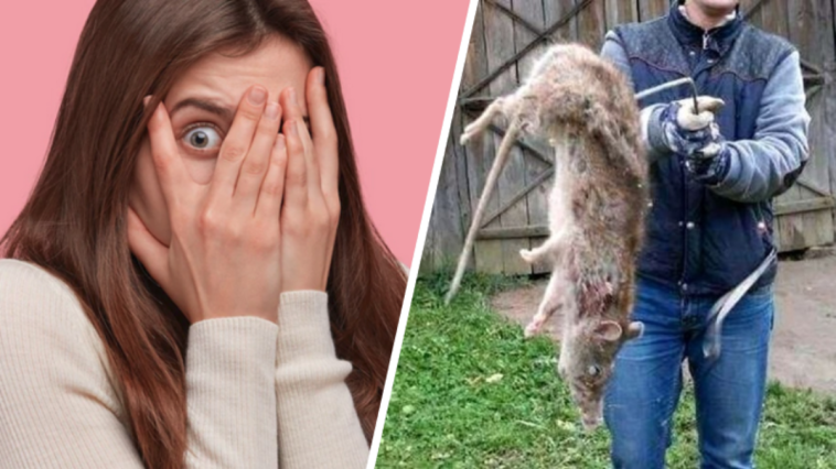 szczur gigant z podlasia