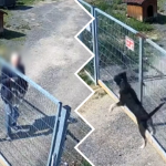 jawor schronisko psy nagranie