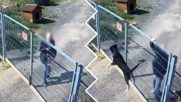 jawor schronisko psy nagranie