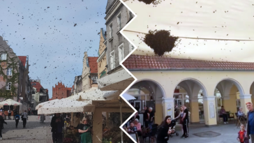 olsztyn pszczoły na starówce