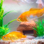 akwarium w domu aranżacje