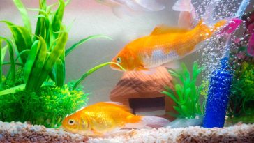 akwarium w domu aranżacje