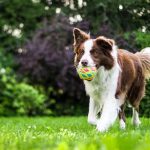 jak dbać o psa seniora