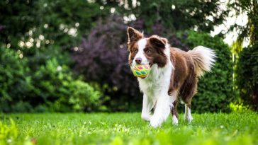 jak dbać o psa seniora