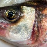 złote algi co to jest