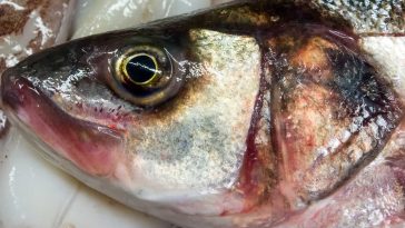 złote algi co to jest