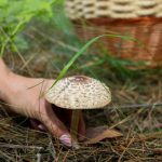 mandaty za zbieranie grzybów