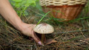 mandaty za zbieranie grzybów