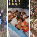 wołomin świnki morskie w lesie