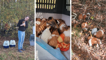 wołomin świnki morskie w lesie