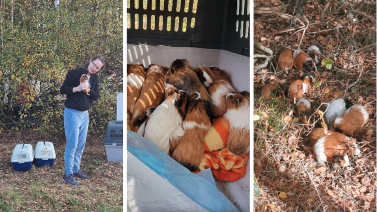 wołomin świnki morskie w lesie