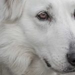 atopowe zapalenie skóry u psów jak leczyć