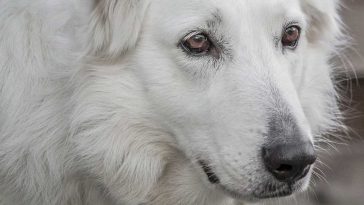 atopowe zapalenie skóry u psów jak leczyć