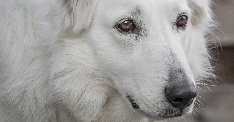 atopowe zapalenie skóry u psów jak leczyć