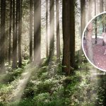 biały daniel w lesie legenda