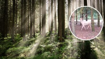 biały daniel w lesie legenda