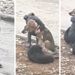 chłopiec przytula bezpańskie psy nagranie