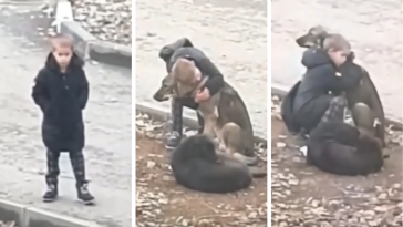 chłopiec przytula bezpańskie psy nagranie