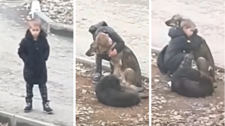 chłopiec przytula bezpańskie psy nagranie