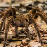 sennik pająk znaczenie