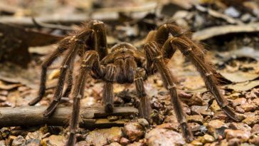 sennik pająk znaczenie