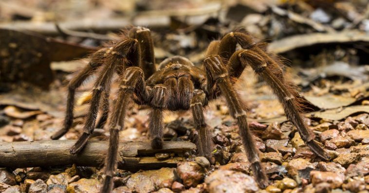 sennik pająk znaczenie