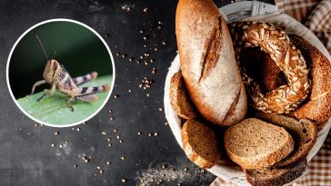 mąka ze świerszczy