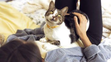 dzień kota scenariusz przedszkole kiedy jest