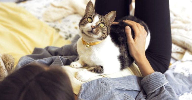 dzień kota scenariusz przedszkole kiedy jest