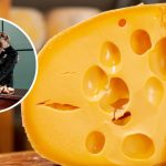 kto nie może jeść sera żółtego