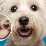 maltańczyki na sprzedaż ile żyją