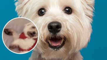 maltańczyki na sprzedaż ile żyją