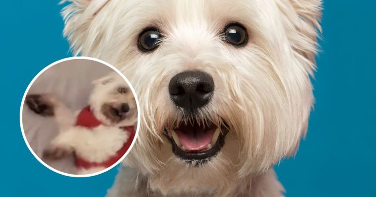 maltańczyki na sprzedaż ile żyją