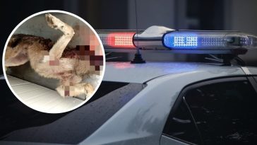 głogów pies w worku