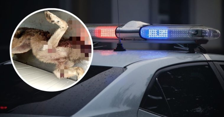 głogów pies w worku