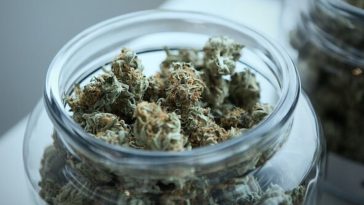 klinika konopna medyczna mariuhana apteka