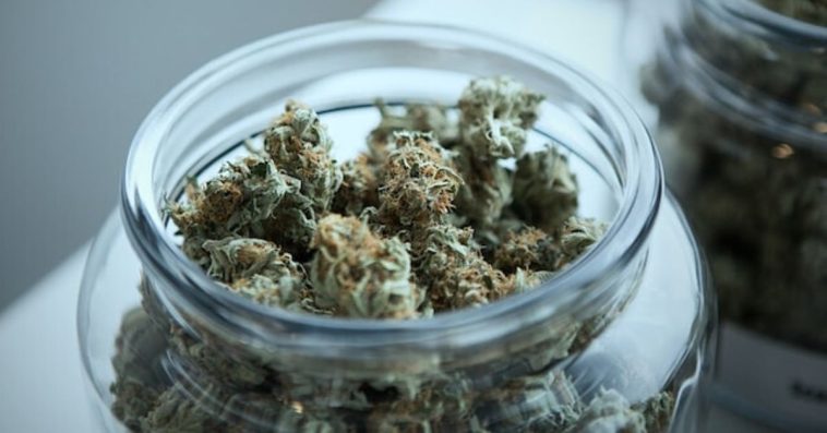 klinika konopna medyczna mariuhana apteka