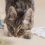 choroba kotów 2023 objawy forum