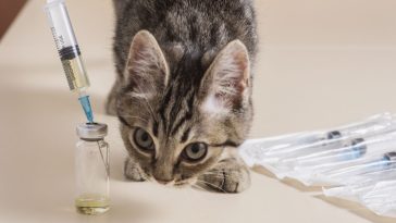 choroba kotów 2023 objawy forum