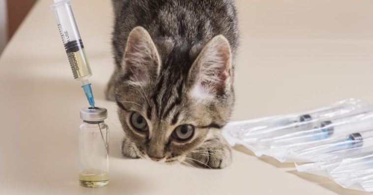 choroba kotów 2023 objawy forum