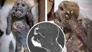 szczątki syreny japonia