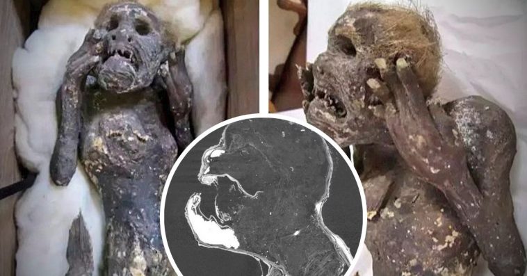 szczątki syreny japonia