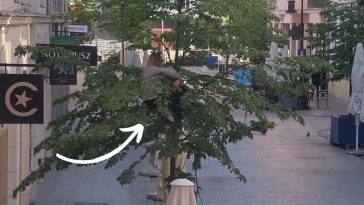 straż miejsca poznań zgłoszenie