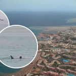 rosjanin egipt rekin hurghada film nagranie youtube