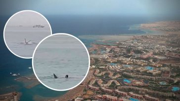 rosjanin egipt rekin hurghada film nagranie youtube