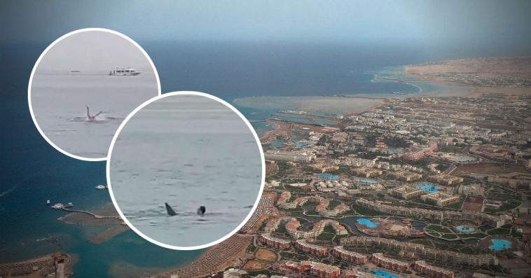 rosjanin egipt rekin hurghada film nagranie youtube